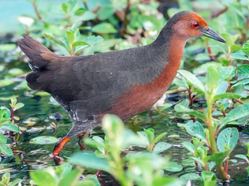 Ruddy-breasted Crake, 照片 3