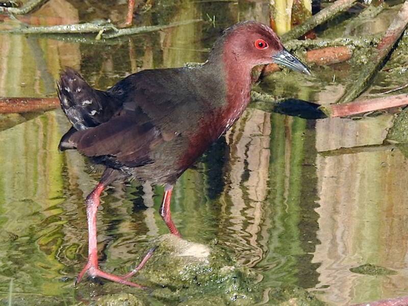 Ruddy-breasted Crake, 照片 2