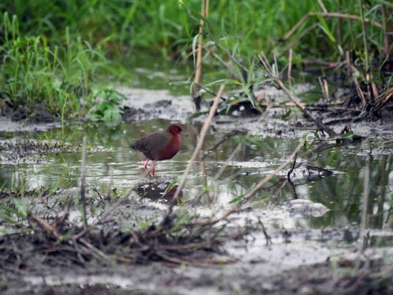 Ruddy-breasted Crake, 照片 4