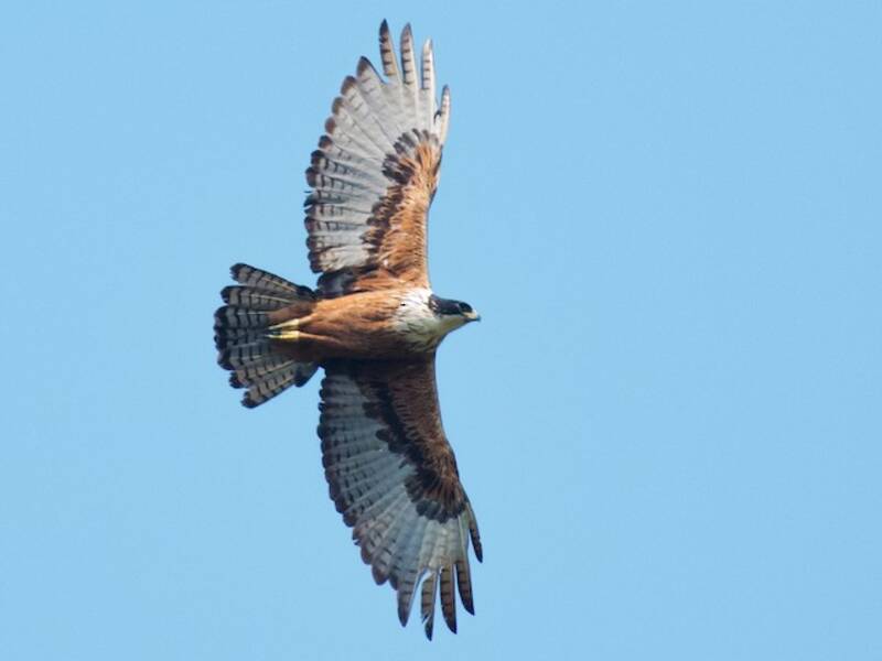 Águila Vientrirrufa