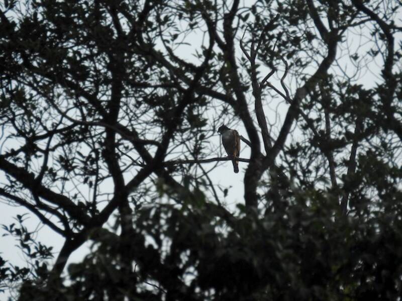 Águila Vientrirrufa, Fotos 4