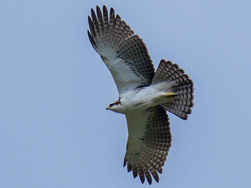 Águila Vientrirrufa, Fotos 3