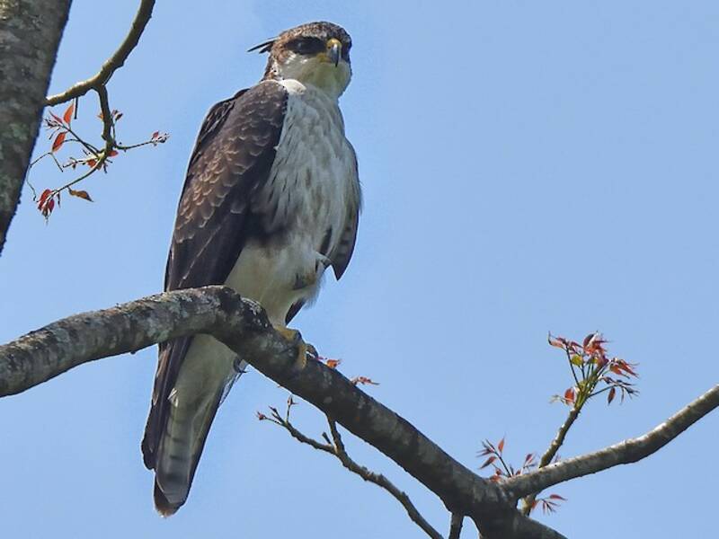 Águila Vientrirrufa, Fotos 2