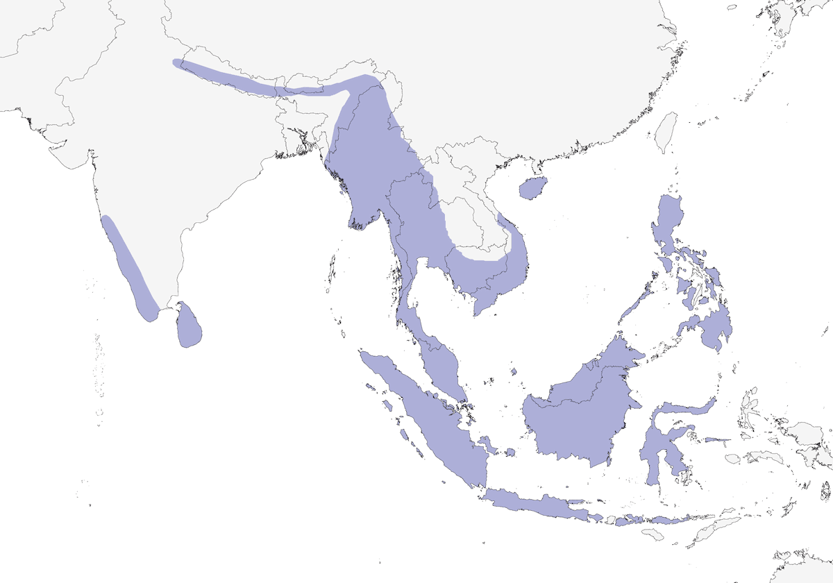 Águila Vientrirrufa, Distribución 1