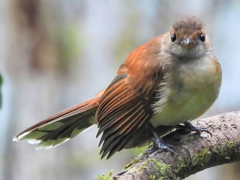 Rufous-backed Fantail