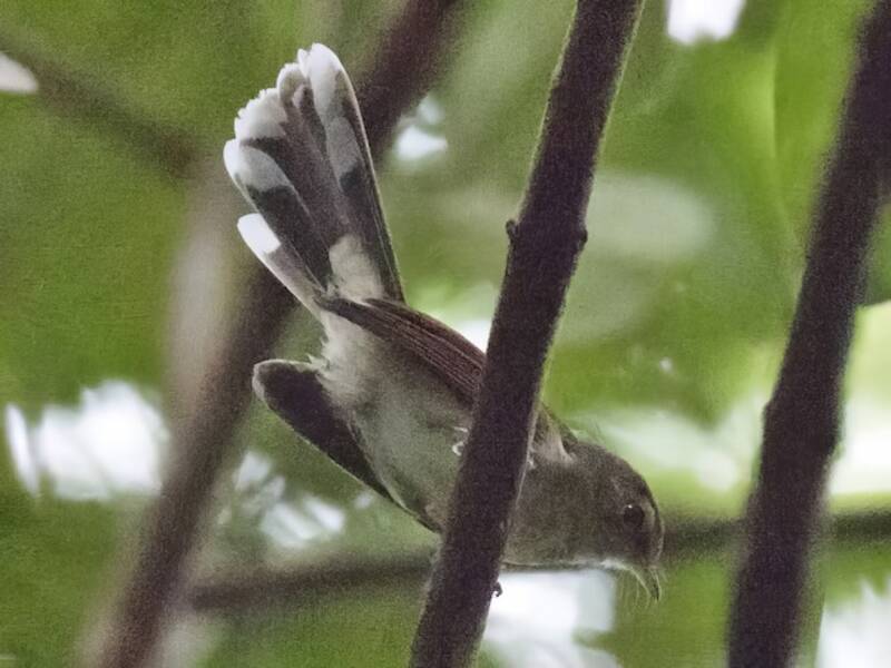Rufous-backed Fantail, Photos 2