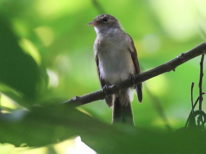 Rufous-backed Fantail, Photos 3