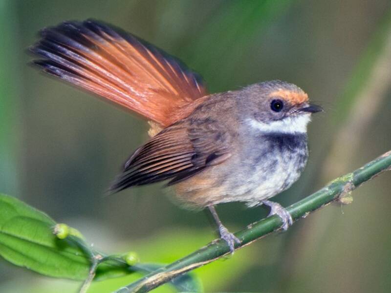 Sulawesi Fantail