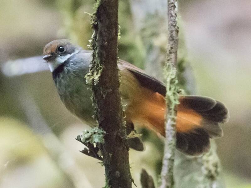 Sulawesi Fantail, Photos 3
