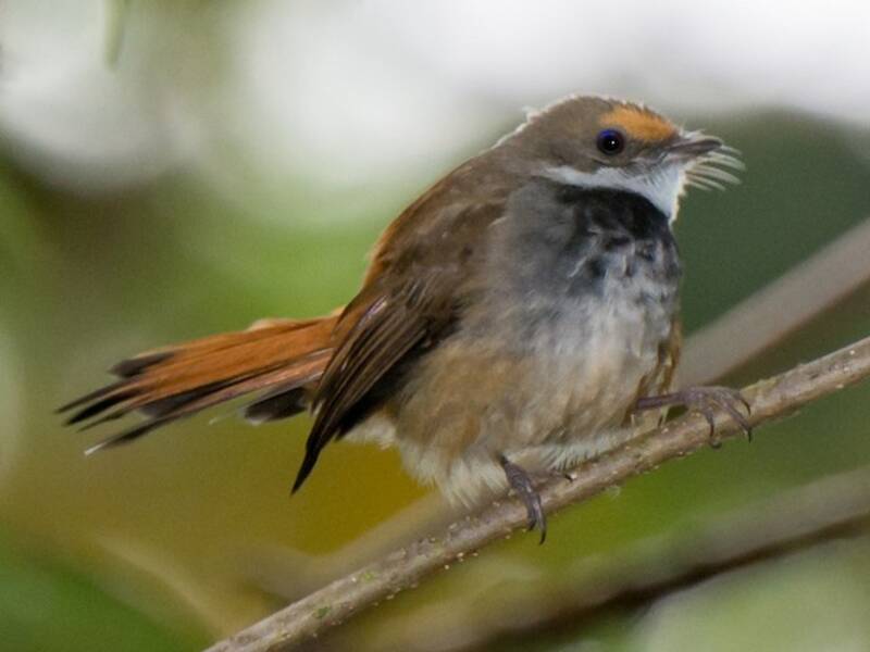 Sulawesi Fantail, Photos 2