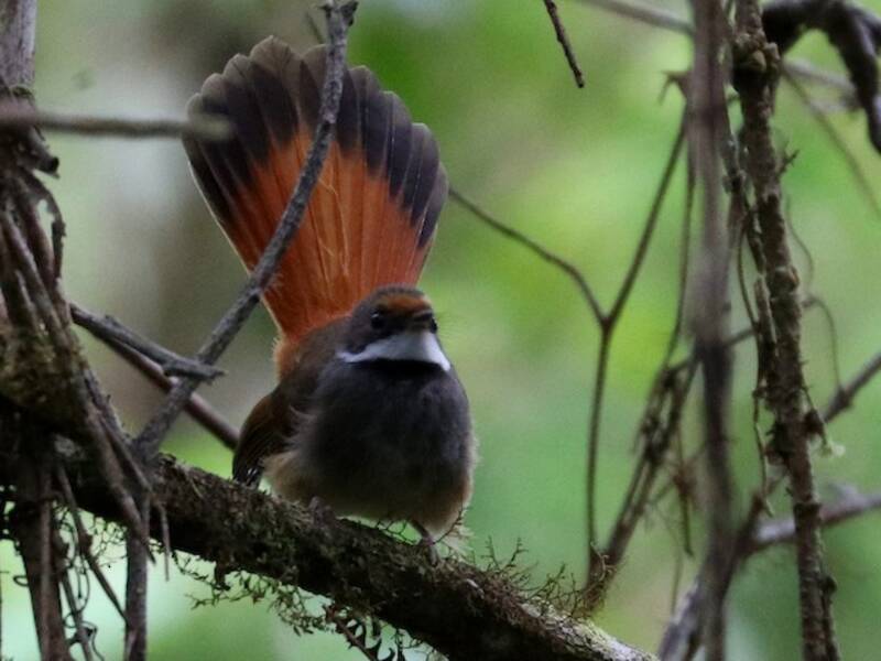 Sulawesi Fantail, Photos 4