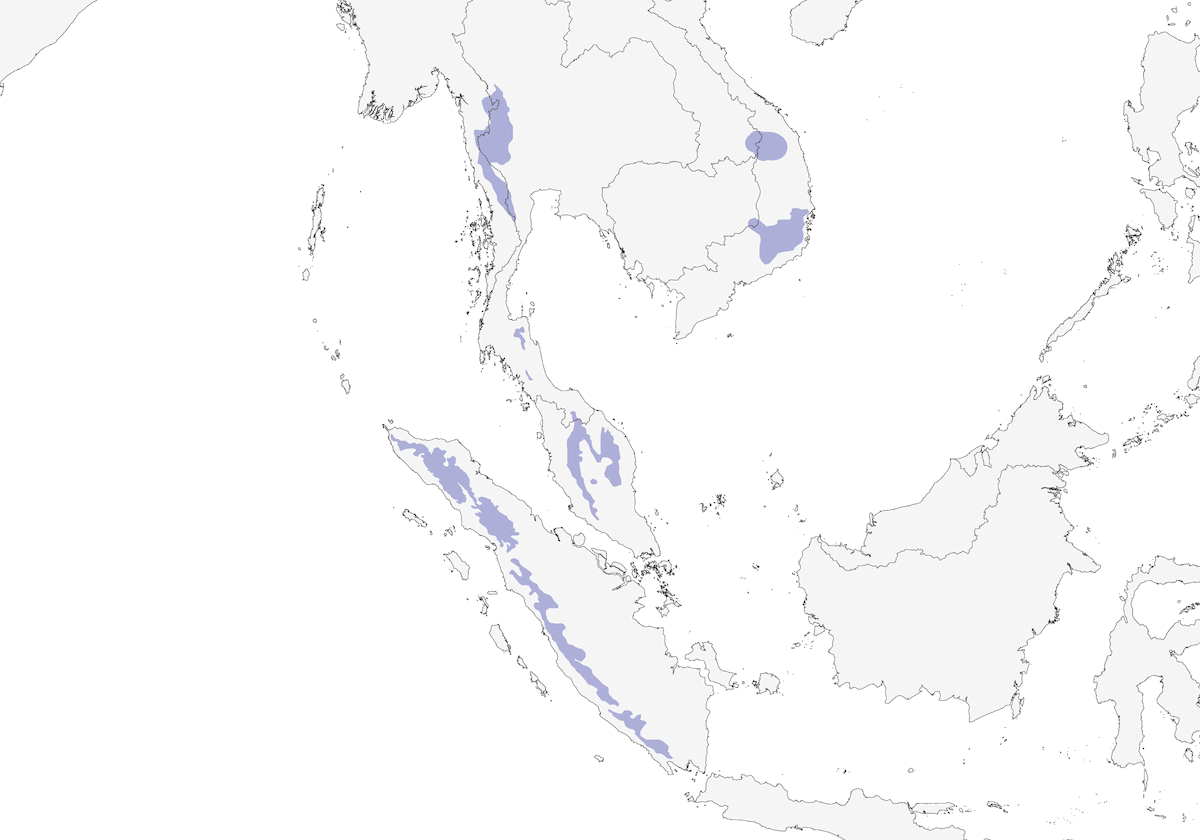Papamoscas Cejirrufo, Distribución 1