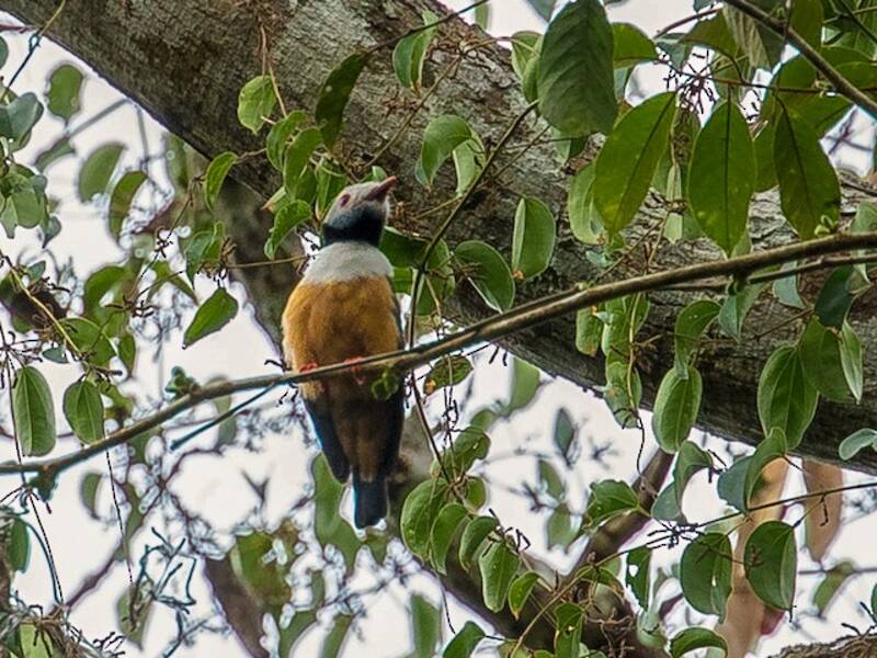Rufous-bellied Helmetshrike