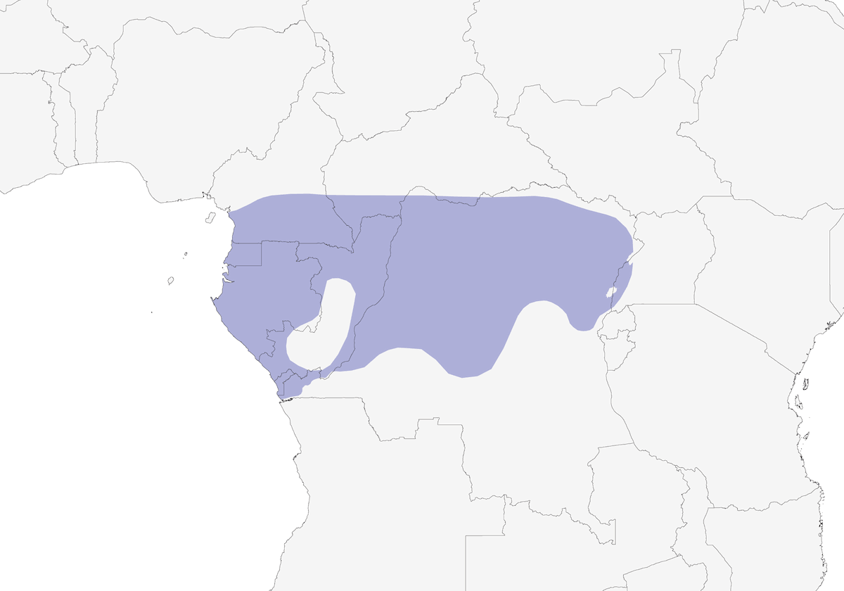 Prionope à ventre roux, Distribution 1
