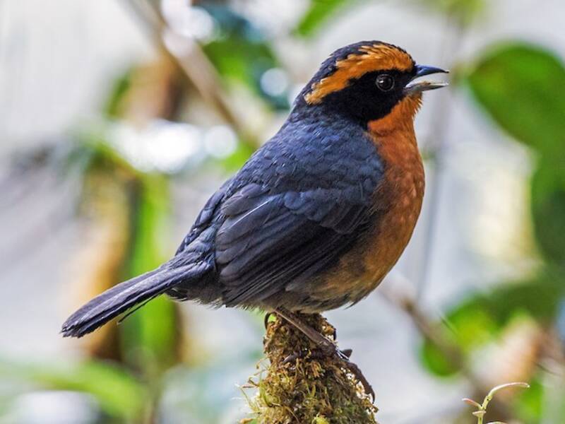Rufous-browed Hemispingus, Photos 2