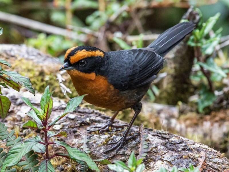 Rufous-browed Hemispingus, Photos 3