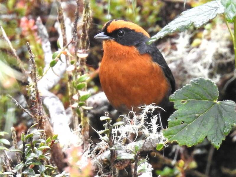 Rufous-browed Hemispingus, Photos 4
