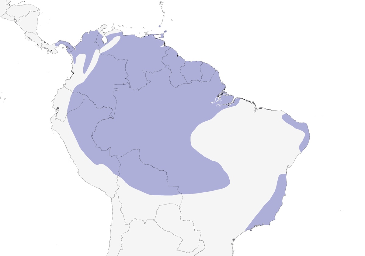 Ermite roussâtre, Distribution 1