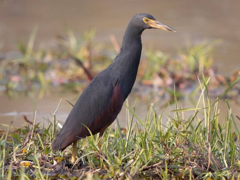 Garcilla ventrirrufa
