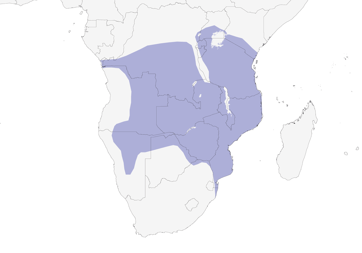 Garcilla ventrirrufa, Distribución 1