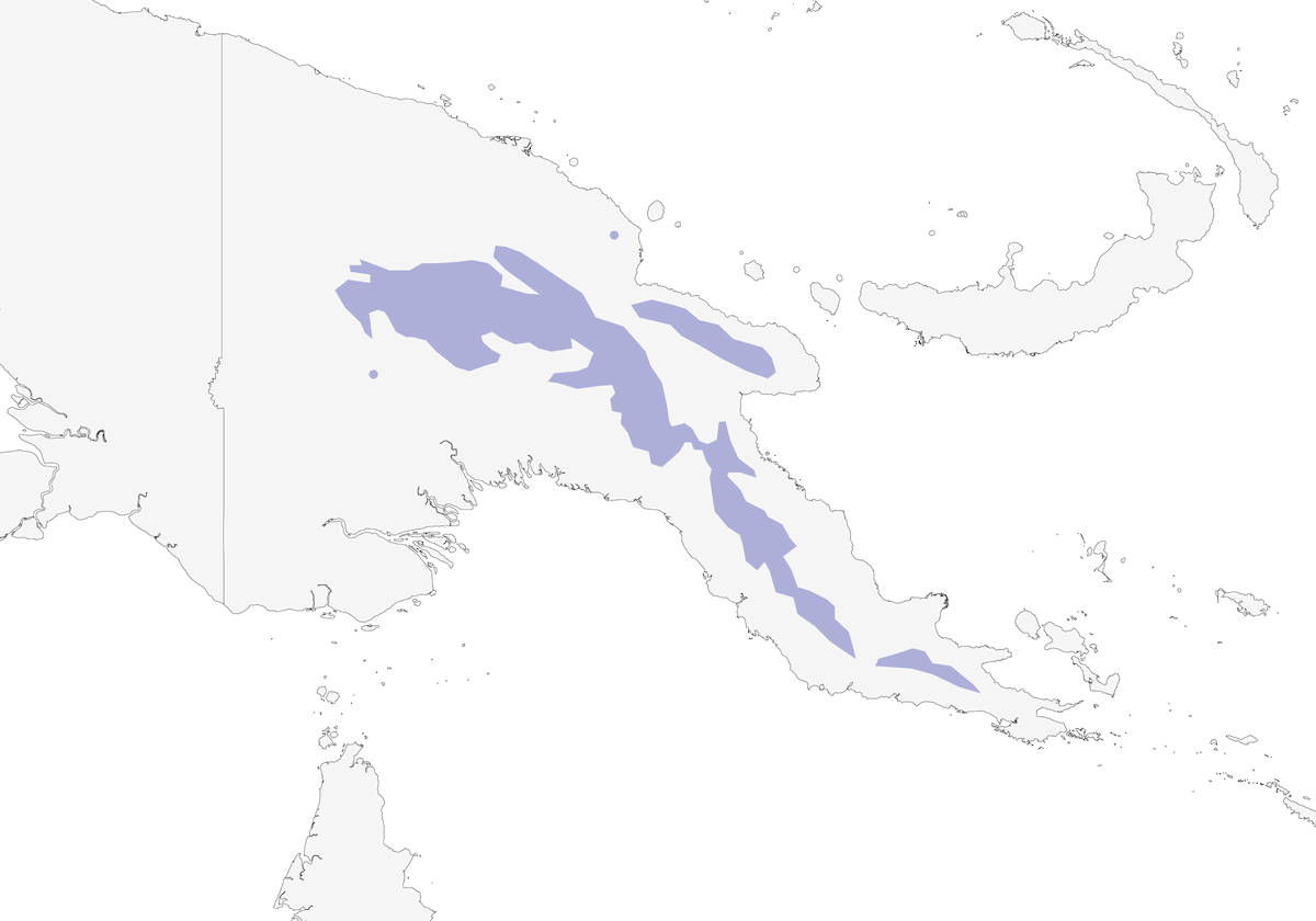 Mielero Dorsirrufo, Distribución 1