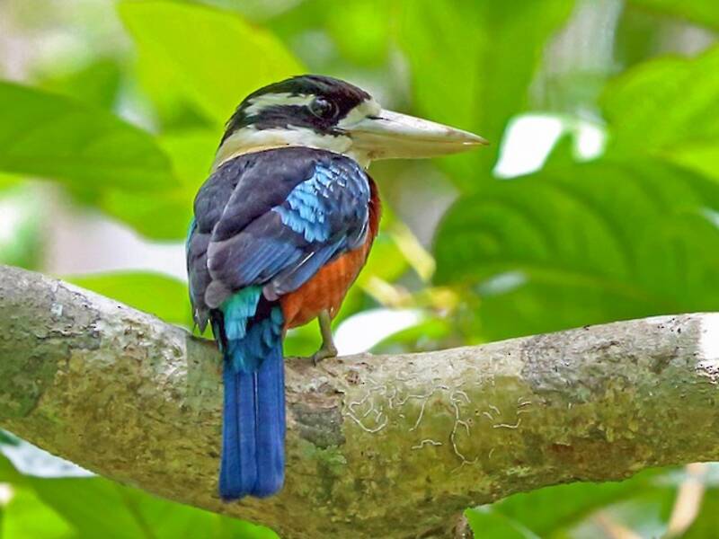 Kookaburra dal ventre rossiccio