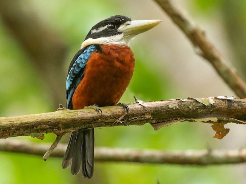 Kookaburra dal ventre rossiccio, Foto 3