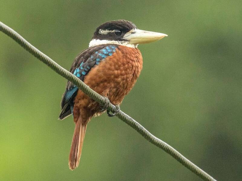 Kookaburra dal ventre rossiccio, Foto 4