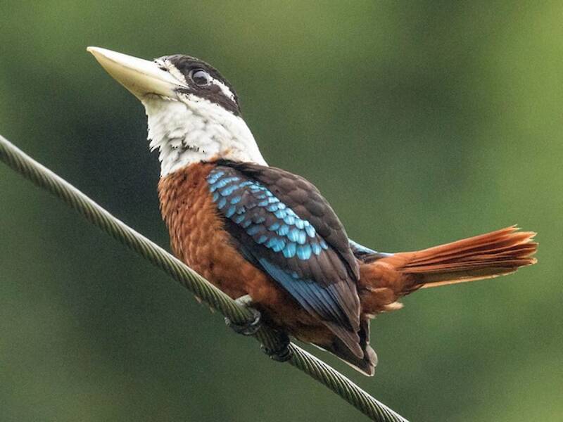 Kookaburra dal ventre rossiccio, Foto 2
