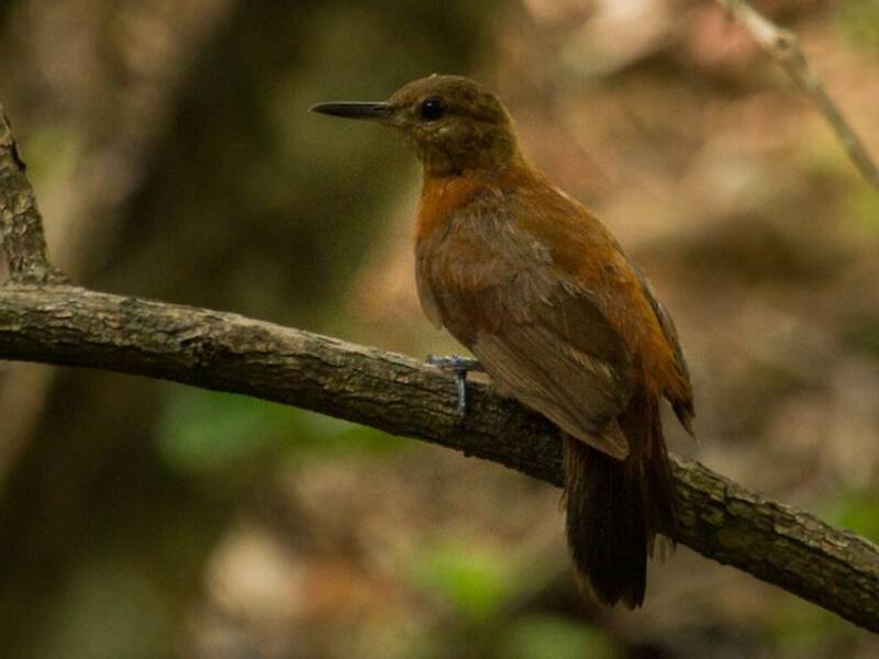 Rufous-breasted Leaftosser, Photos 3