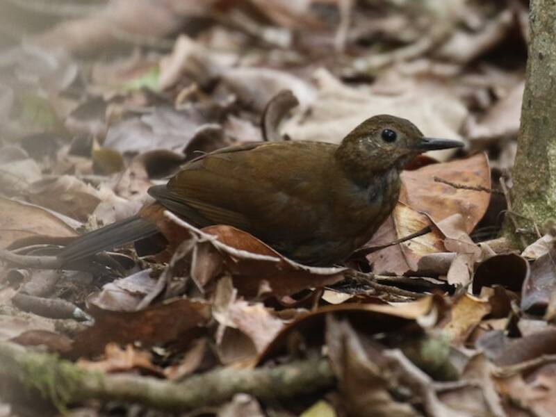 Rufous-breasted Leaftosser, Photos 2