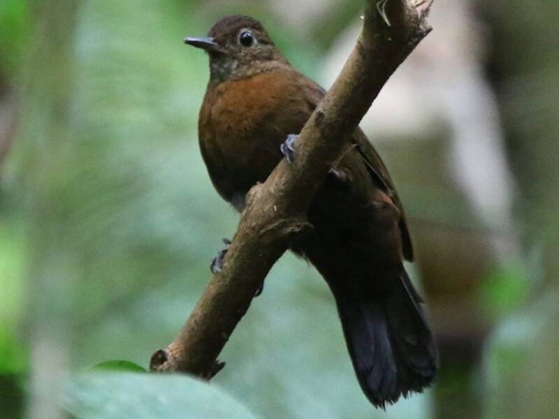 Rufous-breasted Leaftosser, Photos 4