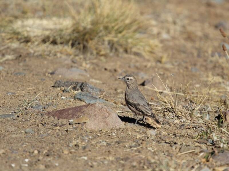Rufous-banded Miner
