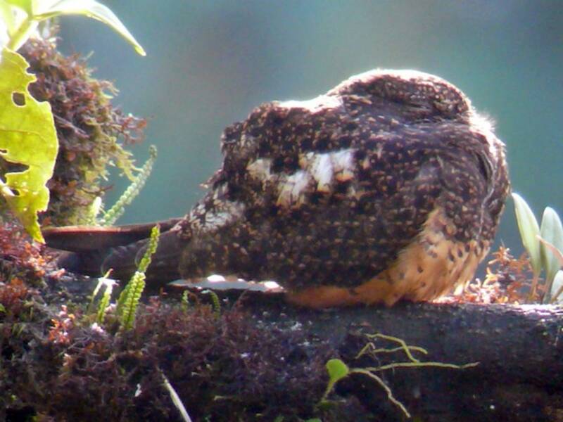 Rufous-bellied Nighthawk