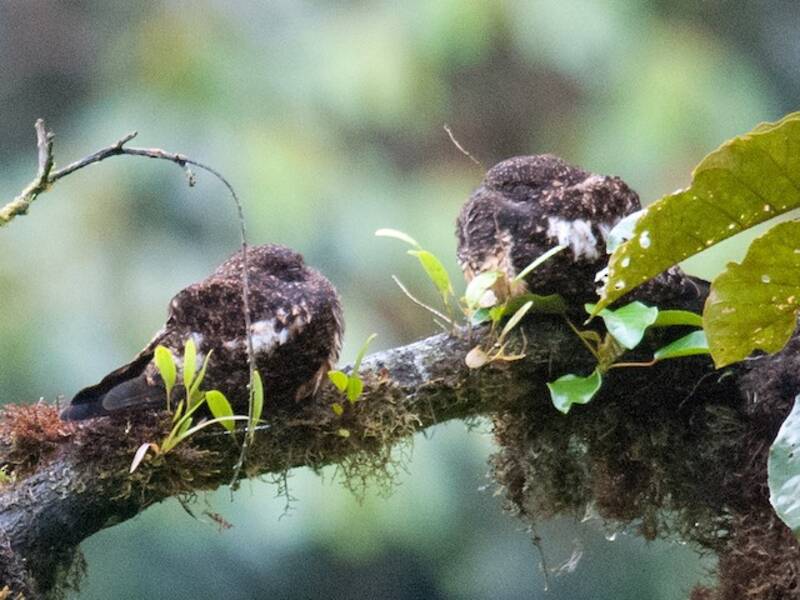Rufous-bellied Nighthawk, Photos 3