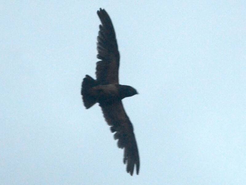 Rufous-bellied Nighthawk, Photos 2