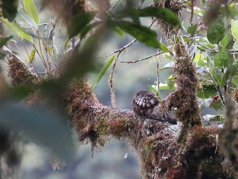 Rufous-bellied Nighthawk, Photos 4