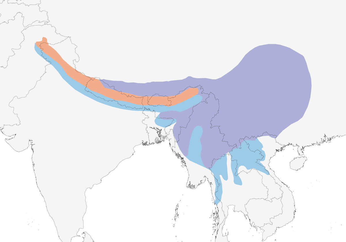 Niltava ventrerosso, Distribuzione 1