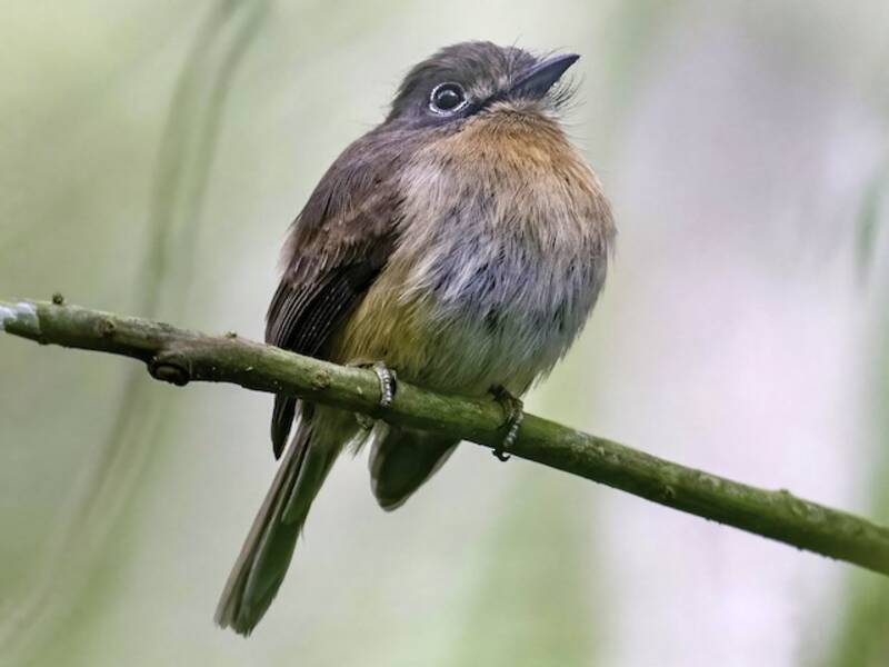 Rusty-breasted Nunlet