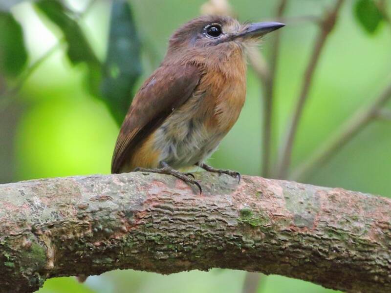 Monachella dal petto rossiccio, Foto 4