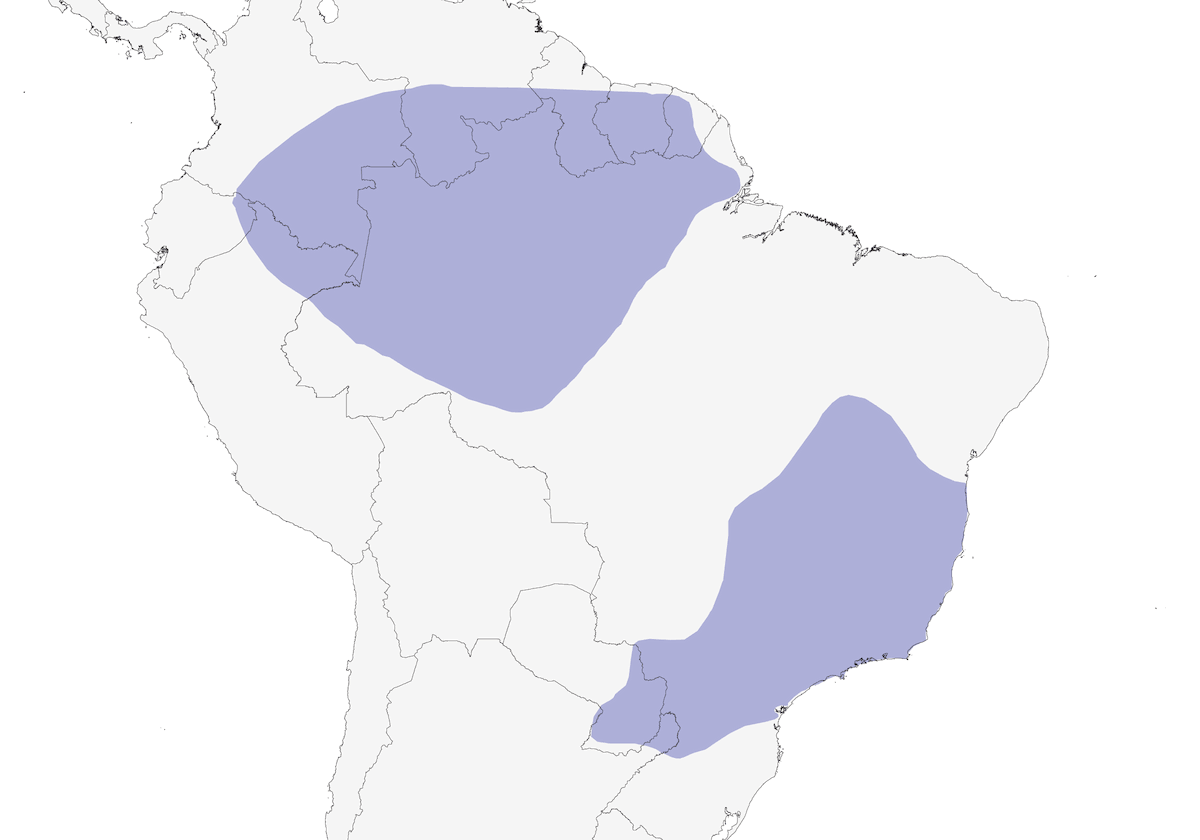 Monachella dal petto rossiccio, Distribuzione 1
