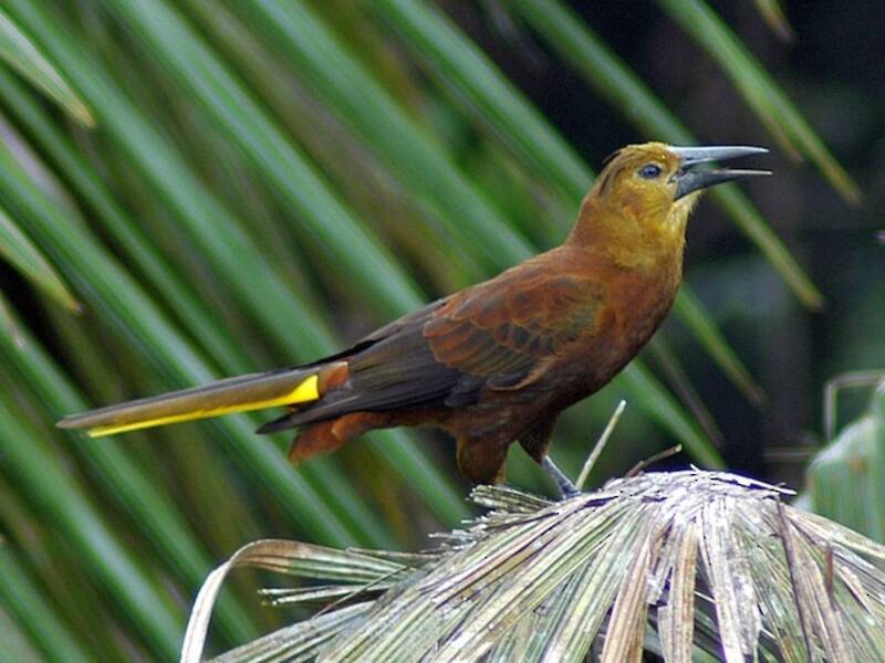 Oropéndola Dorsicastaña