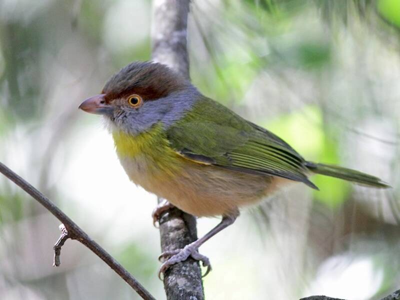 Vireo-beccoforte dal sopracciglio rossiccio, Foto 3