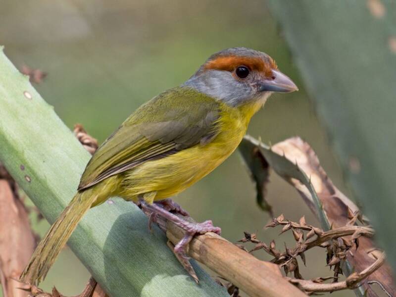 Vireo-beccoforte dal sopracciglio rossiccio, Foto 2