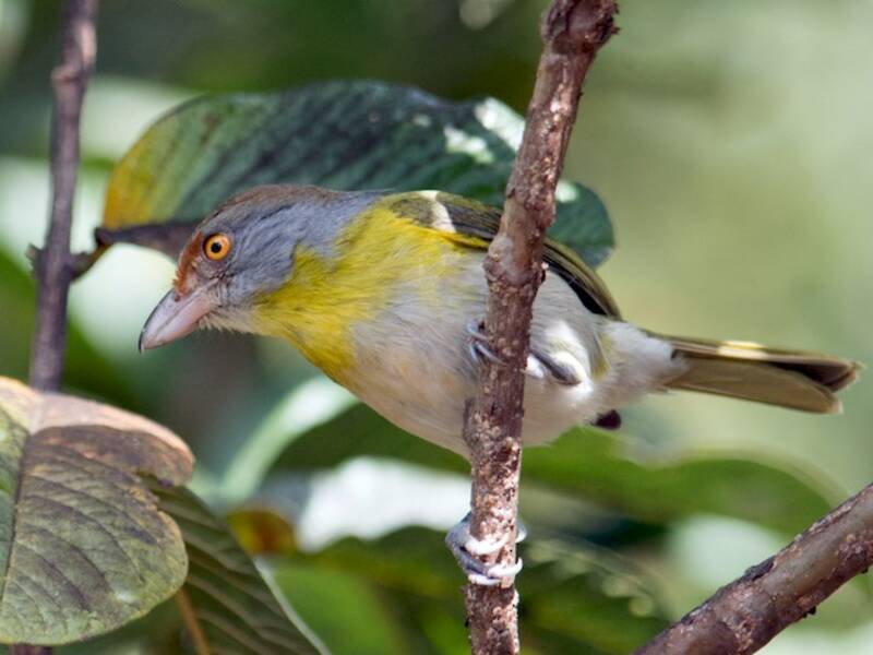 Vireo-beccoforte dal sopracciglio rossiccio, Foto 4