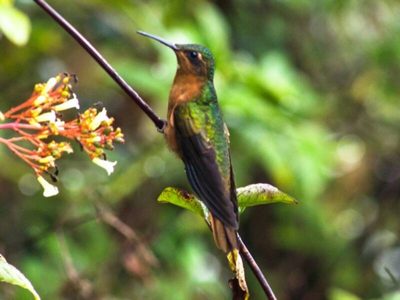 Colibrí Pechisabre Pechirrufo