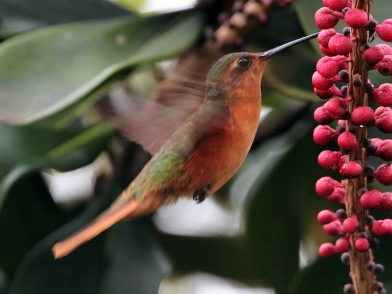 Colibrí Pechisabre Pechirrufo, Fotos 4