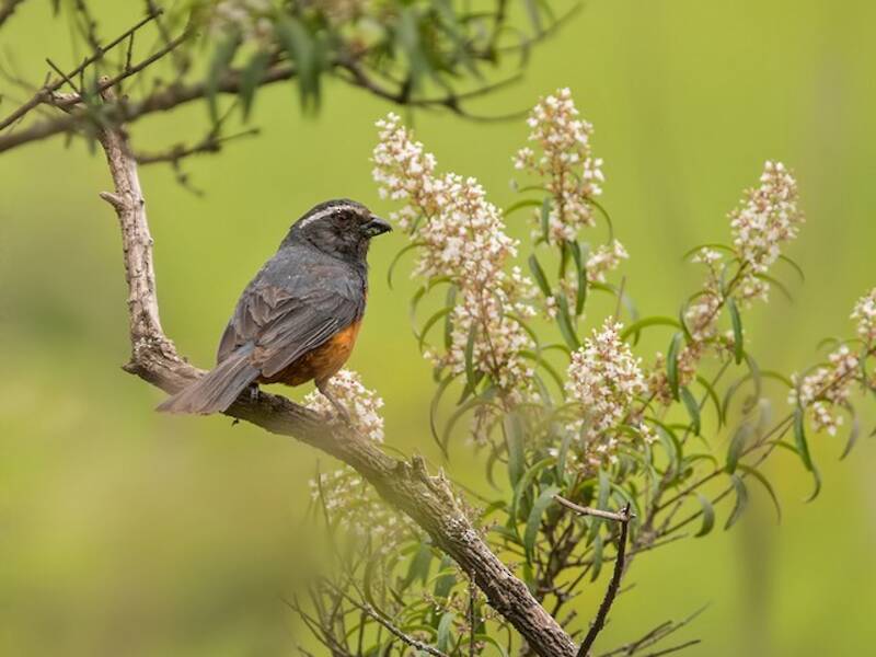 Rufous-bellied Mountain Tanager