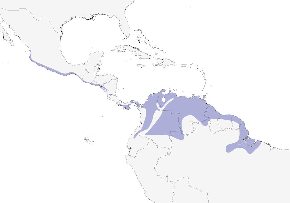Sporofila pettofulvo, Distribuzione 1