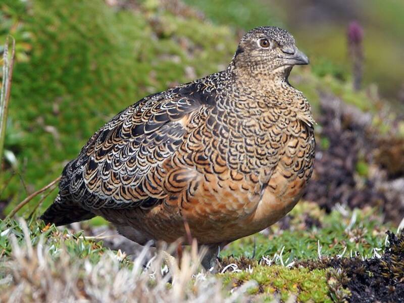 Rotbauch-Samensteißhuhn, Fotos 3